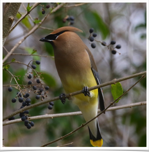 Cedar Waxwing